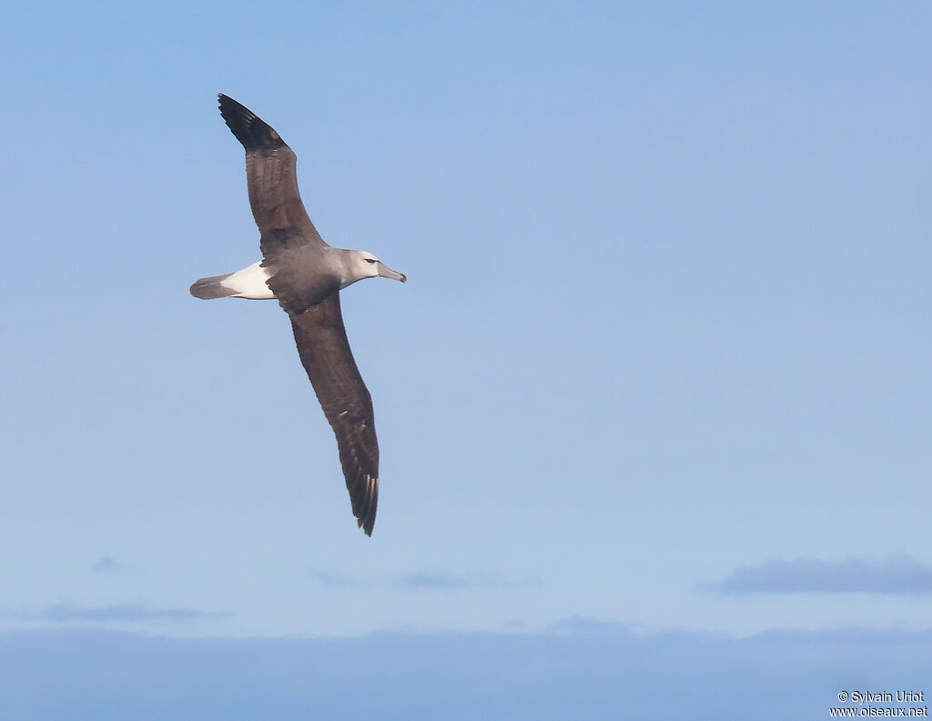 Albatros à cape blancheadulte