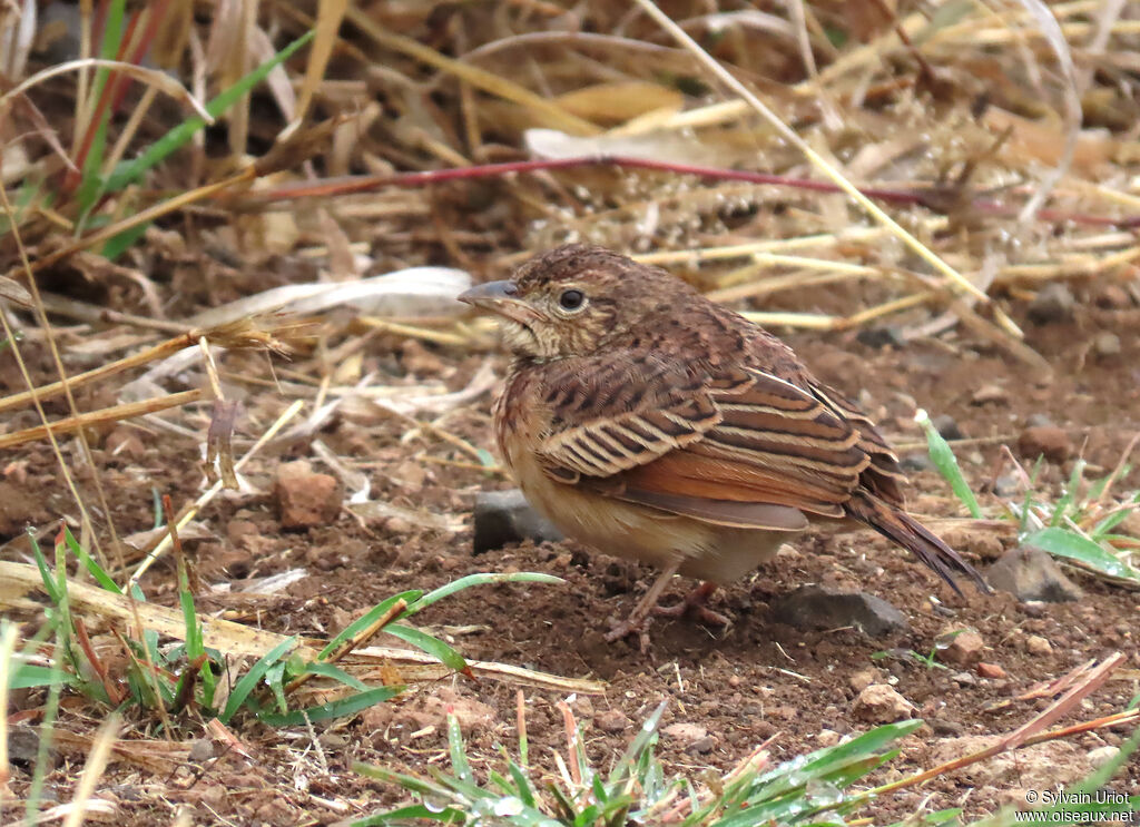 Flappet Lark