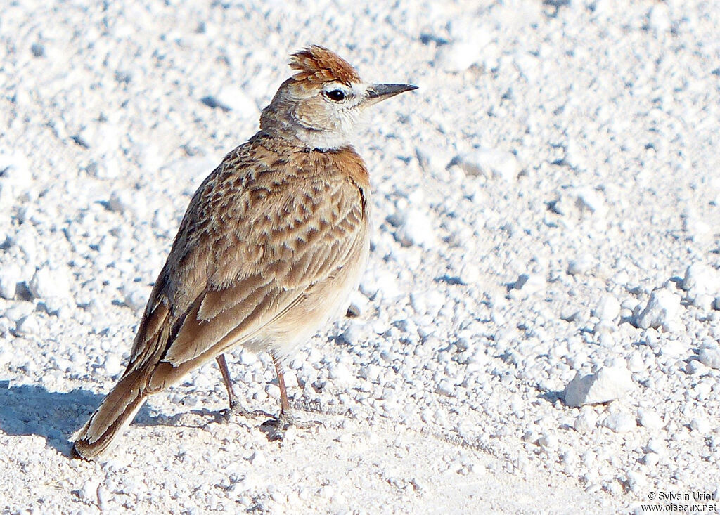 Red-capped Larkadult