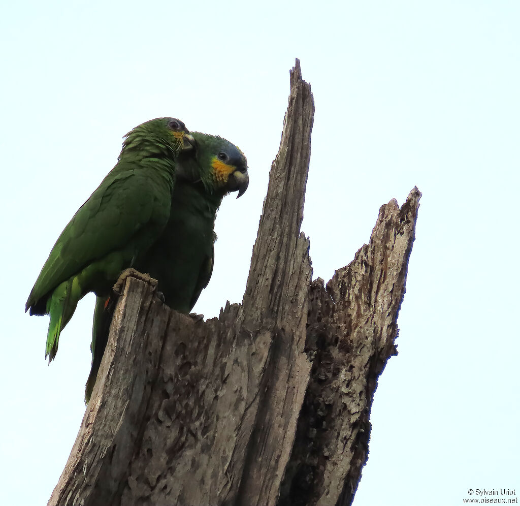 Amazone aourouadulte