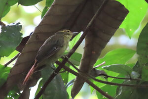 Anabate à croupion roux