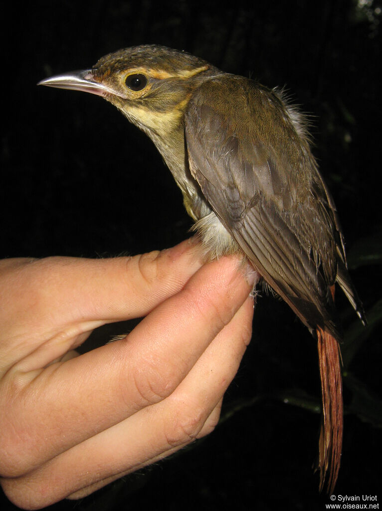 Anabate à croupion rouxadulte