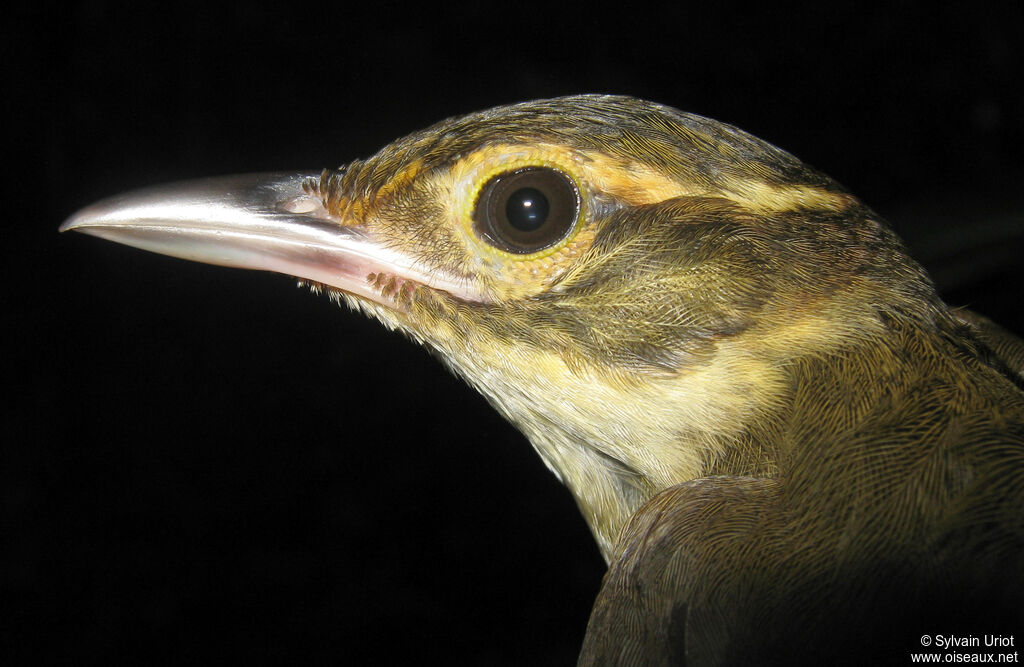 Anabate à croupion rouxadulte