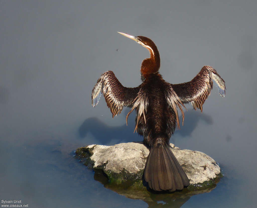Anhinga d'Afrique mâle adulte transition, identification, mue