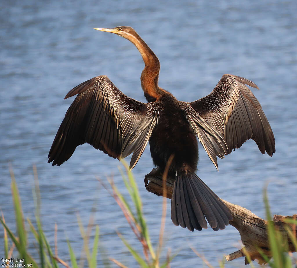 African Darter male adult, identification, aspect
