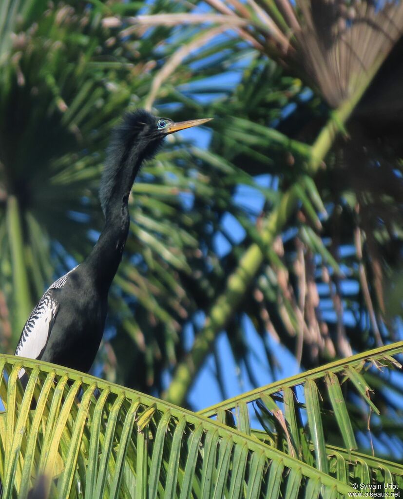 Anhinga male adult