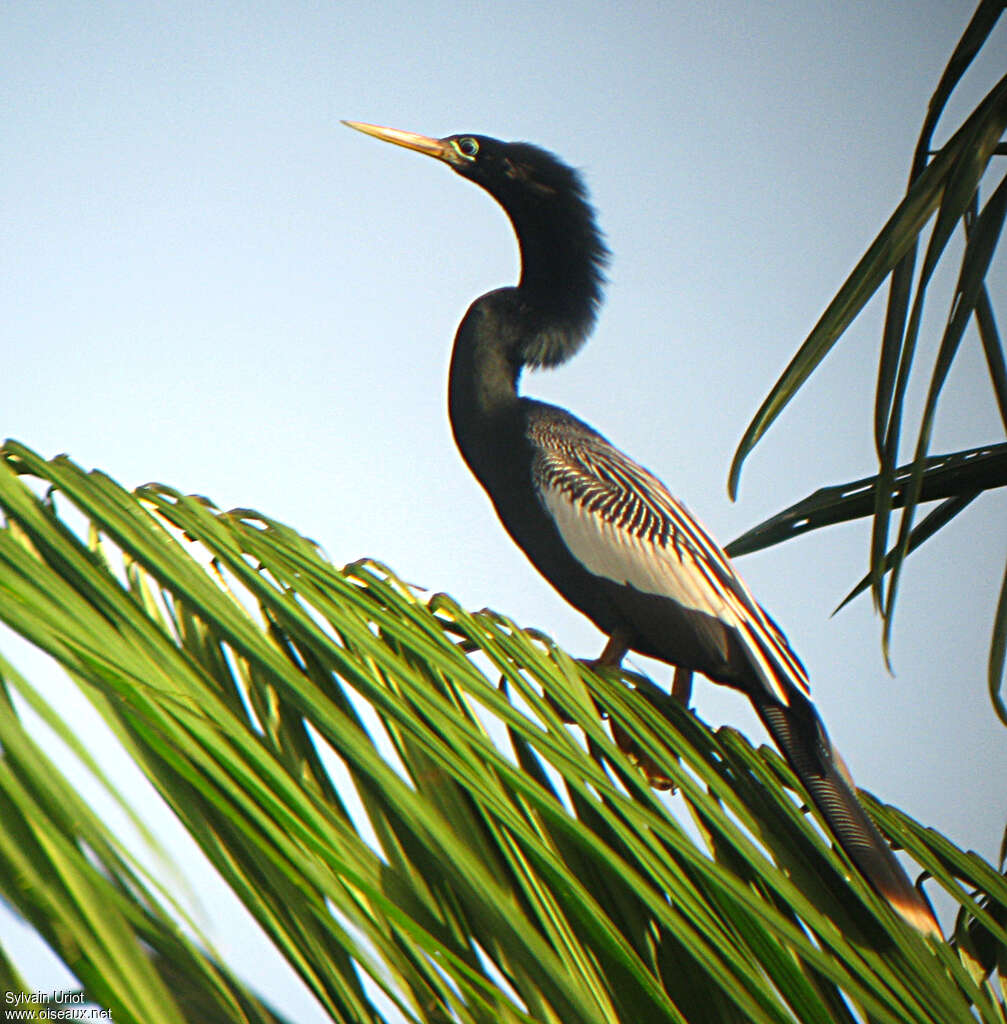Anhinga d'Amérique mâle adulte, identification