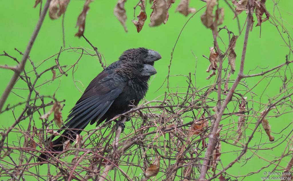 Smooth-billed Aniadult