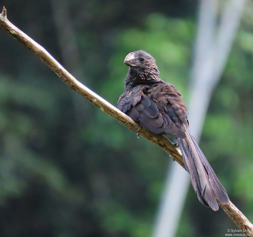 Smooth-billed Aniadult