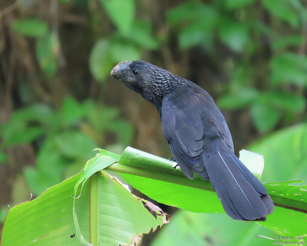 Ani à bec lisseadulte