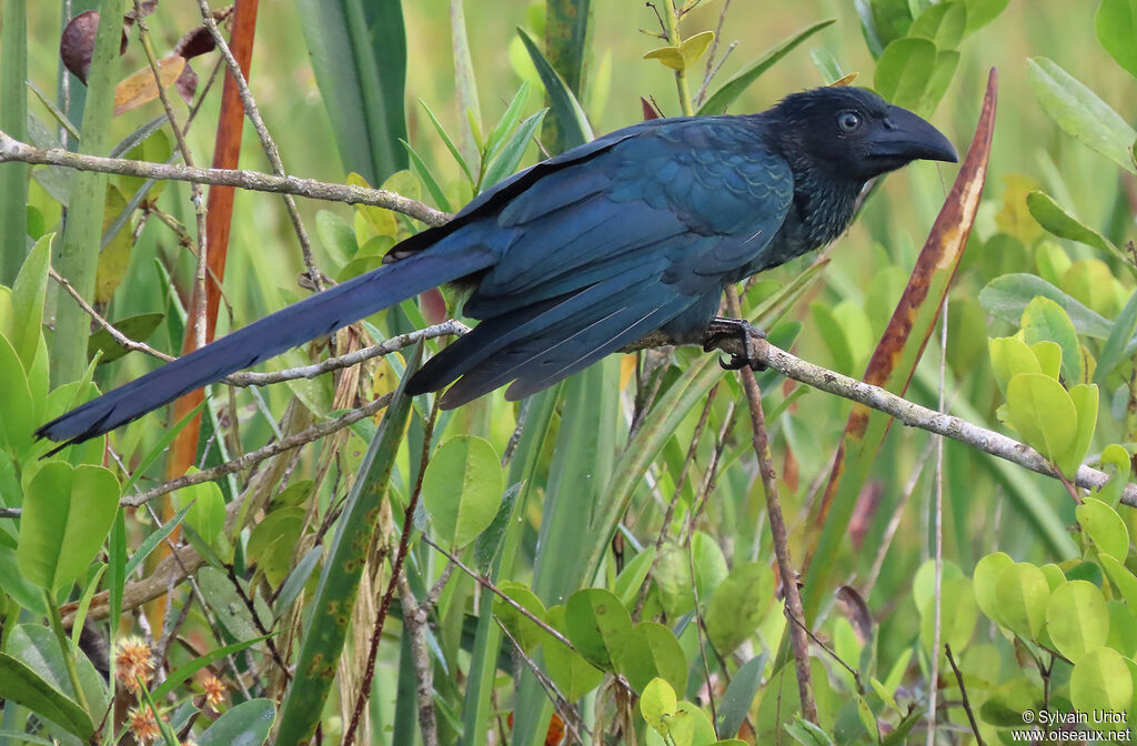 Greater Aniimmature
