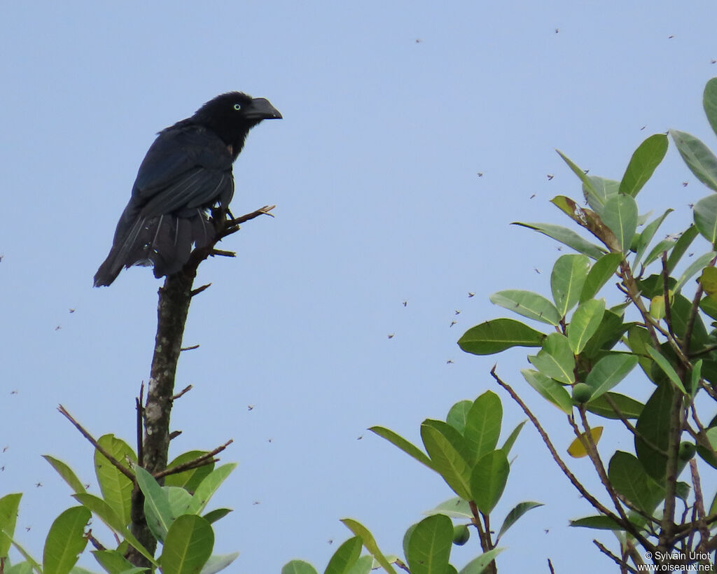 Ani des palétuviersadulte