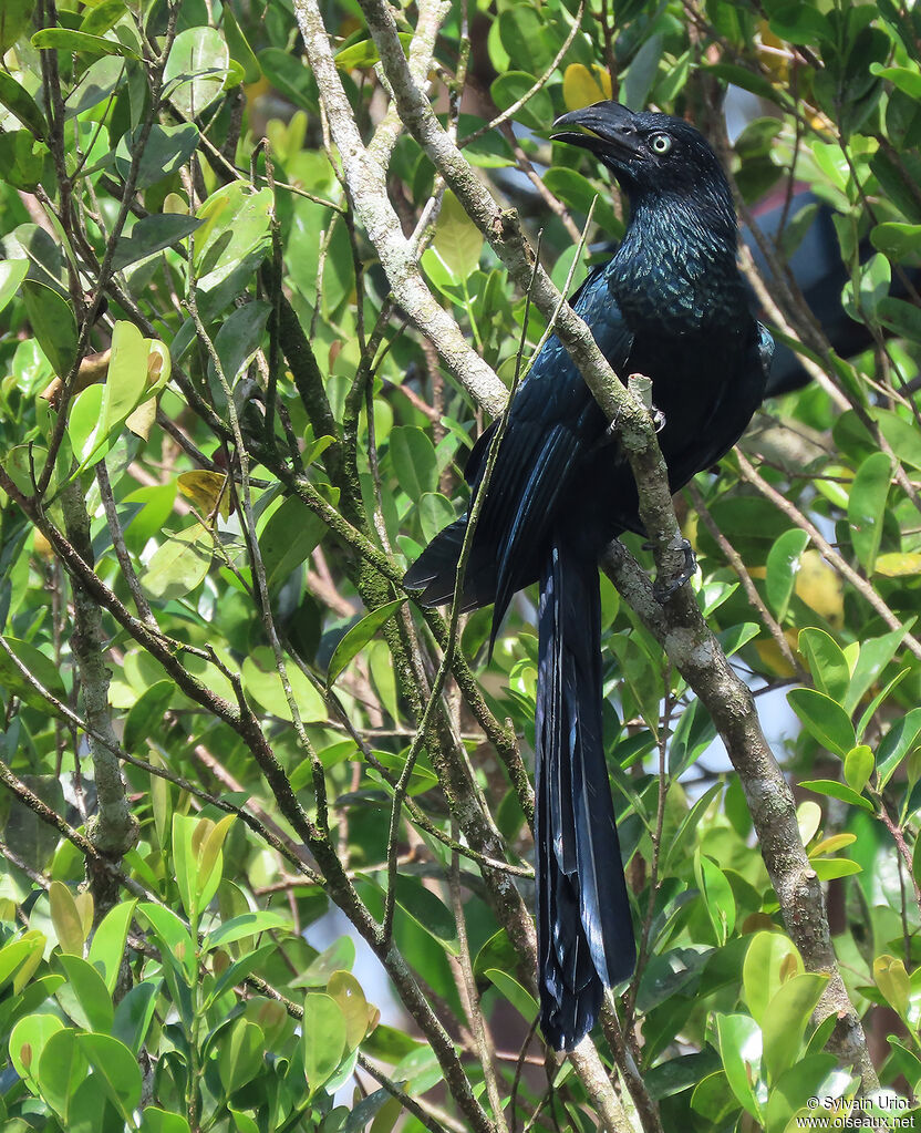 Greater Aniadult