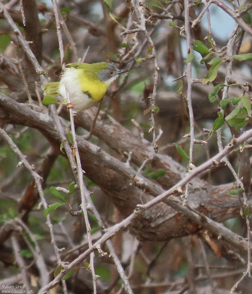 Apalis à gorge jauneadulte, habitat