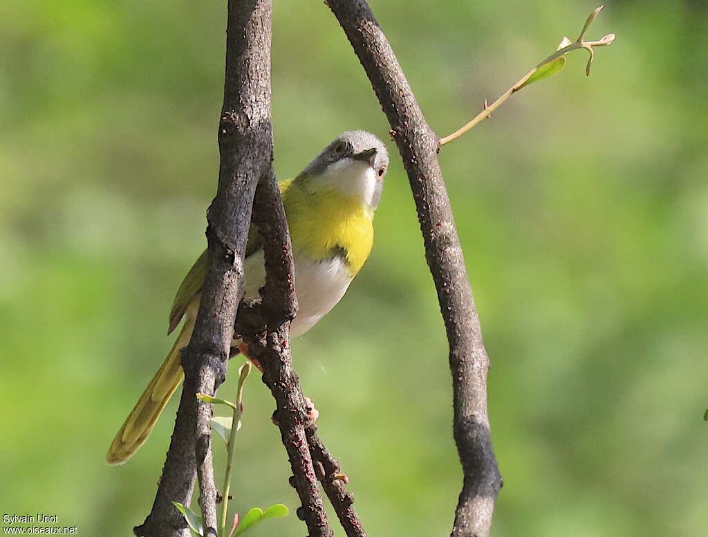 Apalis à gorge jauneadulte, identification