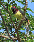 Araçari vert