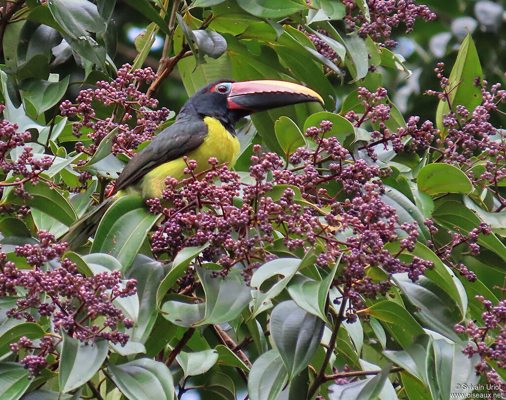 Green Aracari male adult