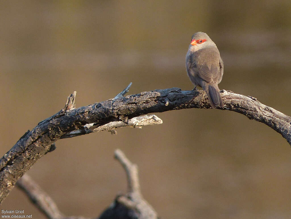 Common Waxbilladult, identification