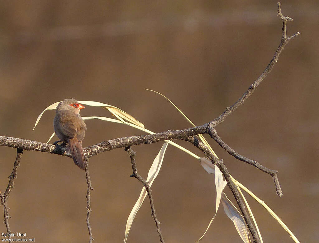 Common Waxbilladult, habitat