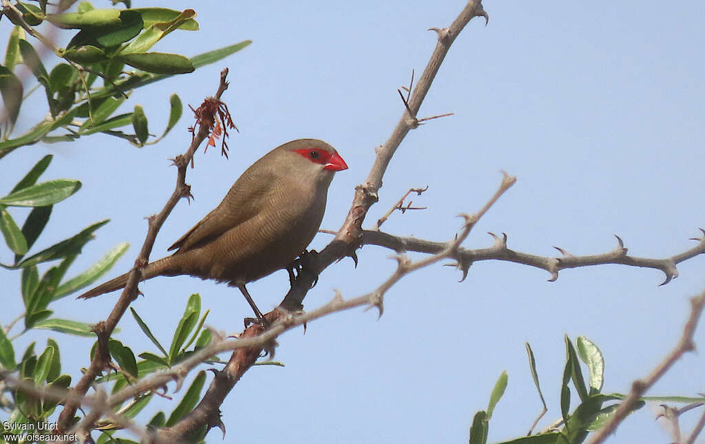 Common Waxbill male adult, identification