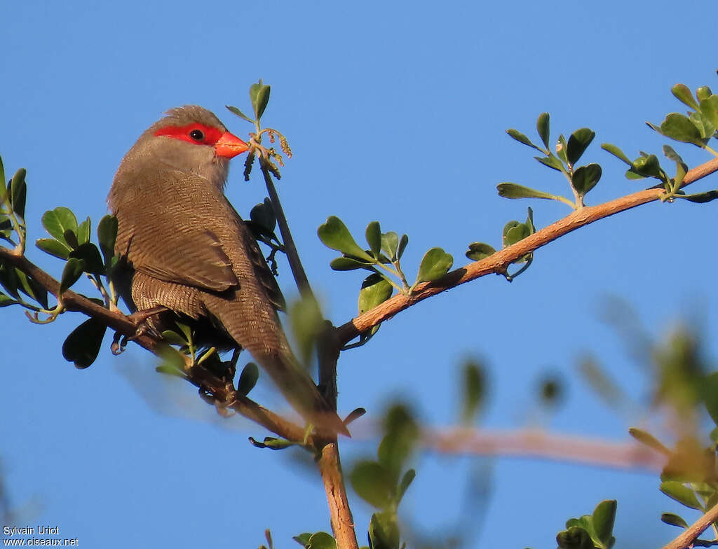 Common Waxbill male adult, identification
