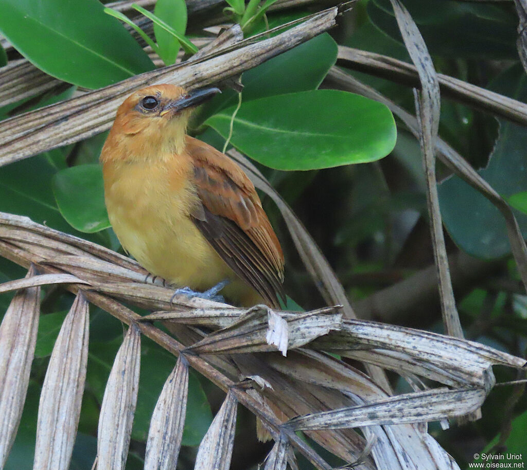 Cinnamon Attilajuvenile