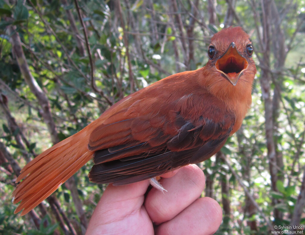 Attila cannelleadulte