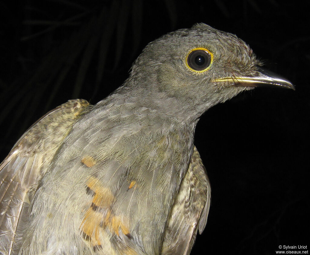 Cinereous Mournerimmature