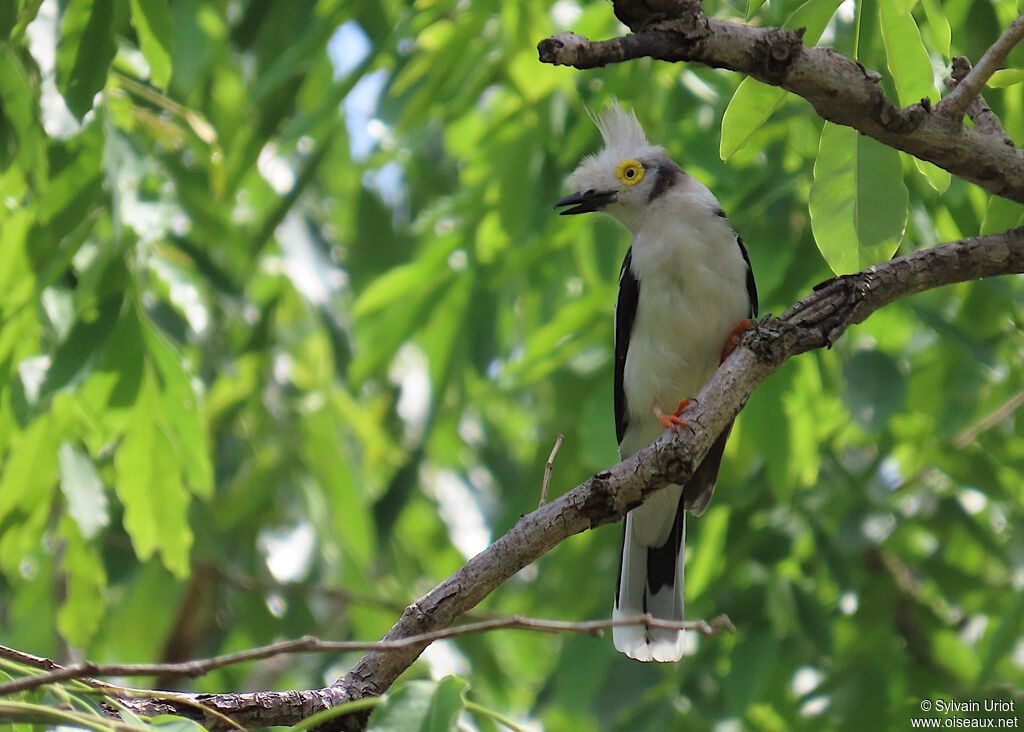 White-crested Helmetshrikeadult