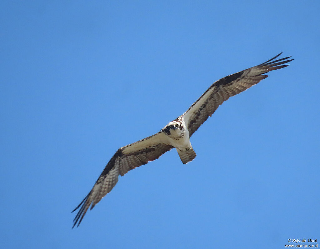 Ospreyadult