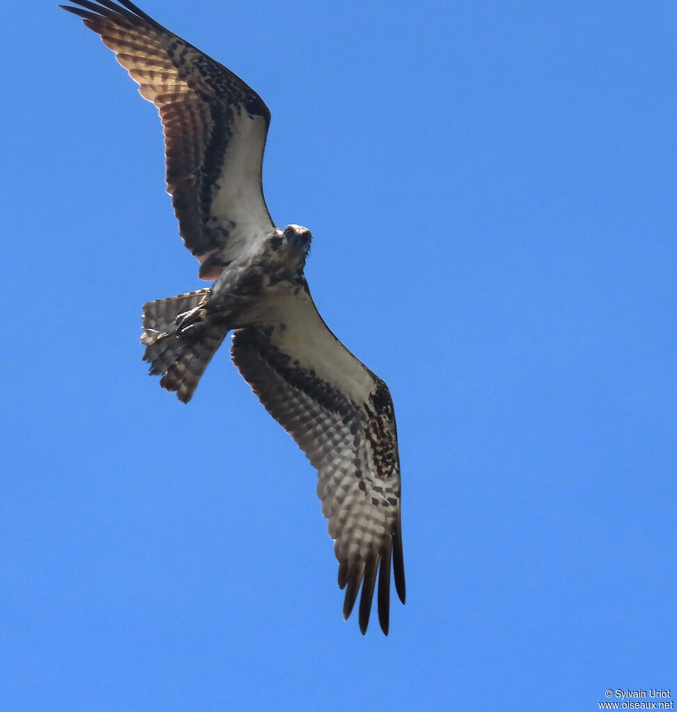 Ospreyadult