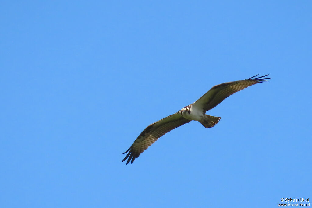Balbuzard pêcheuradulte