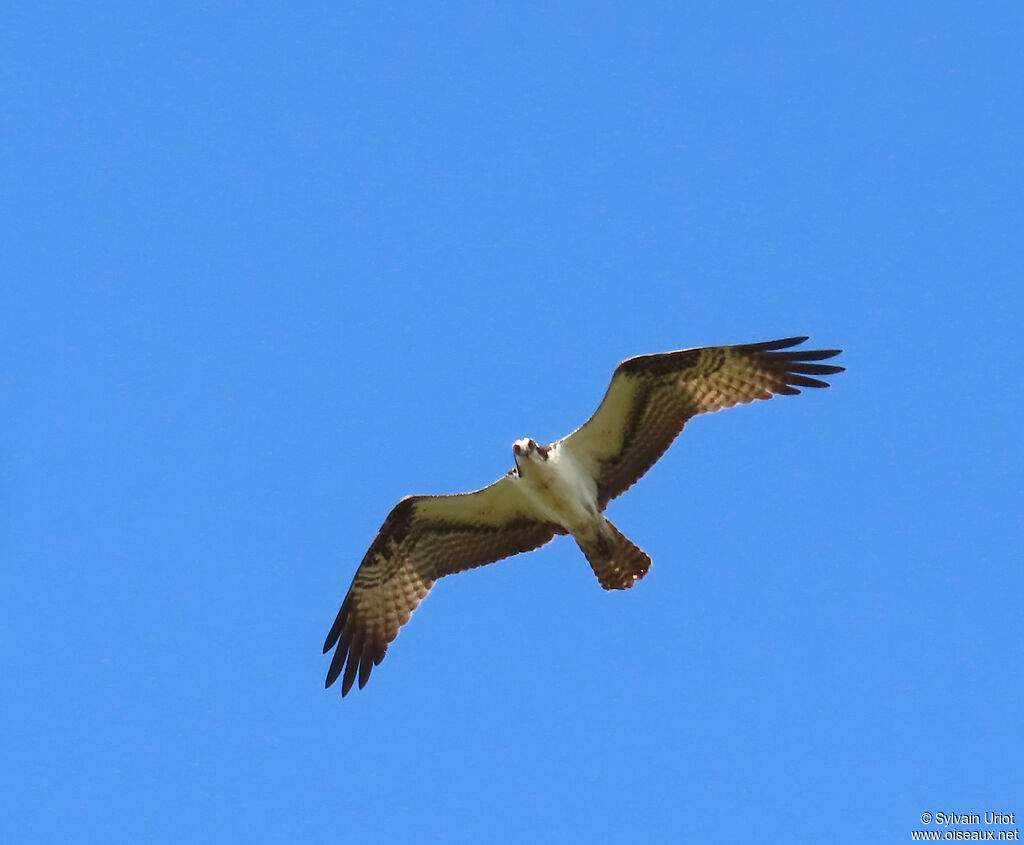 Balbuzard pêcheuradulte