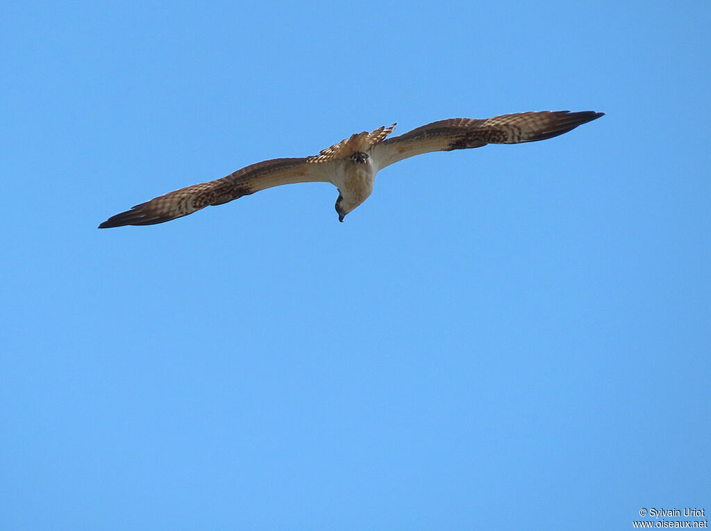 Ospreyadult