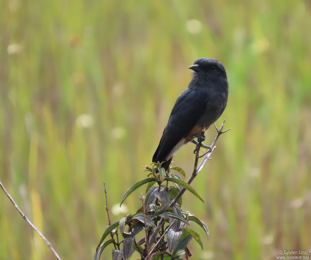 Swallow-winged Puffbirdadult