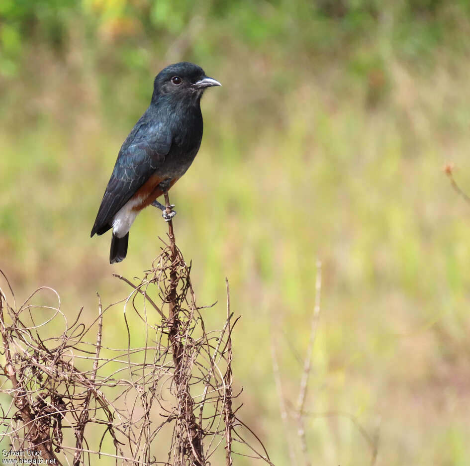 Swallow-winged Puffbirdadult, identification
