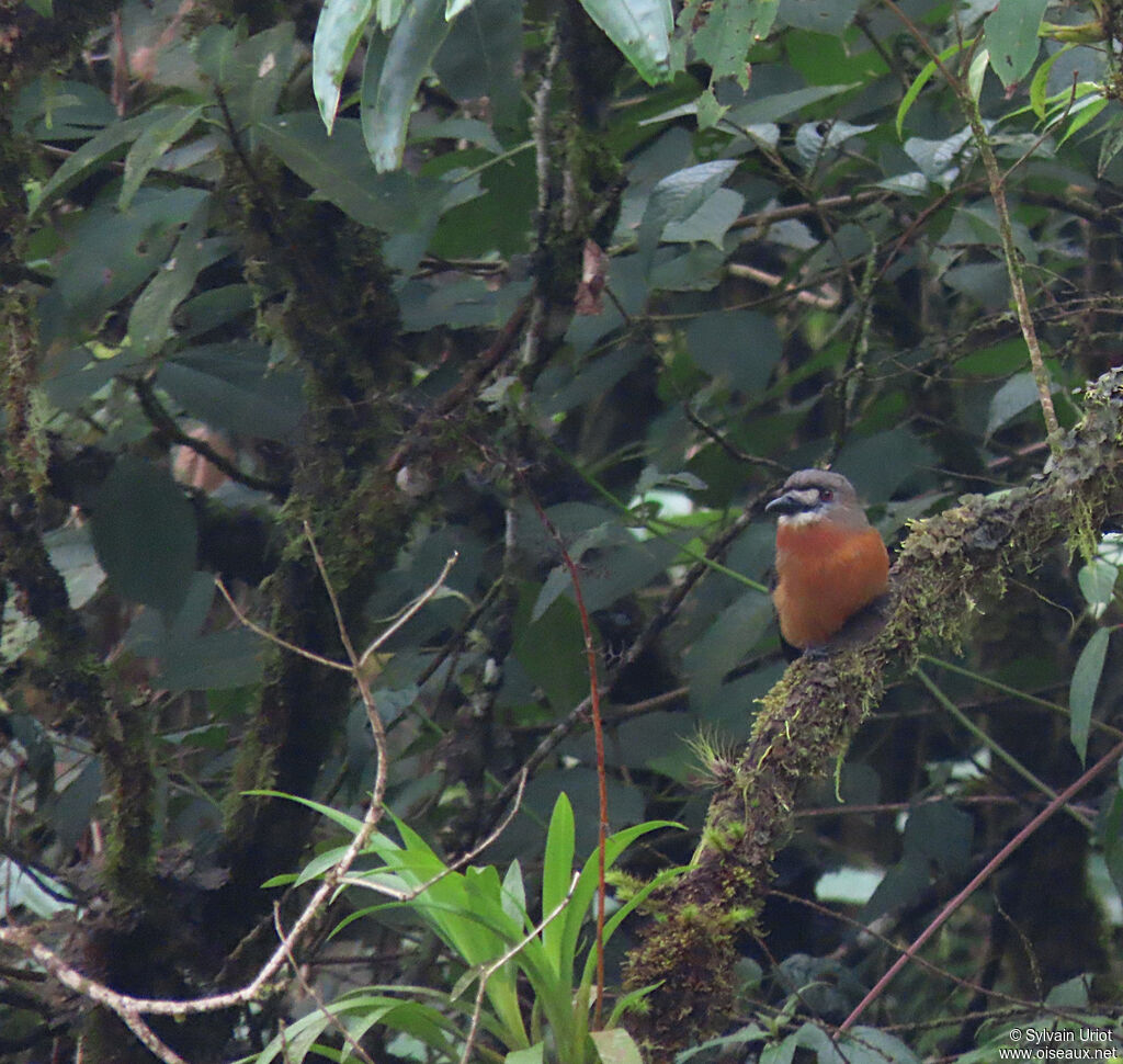 White-faced Nunbirdadult