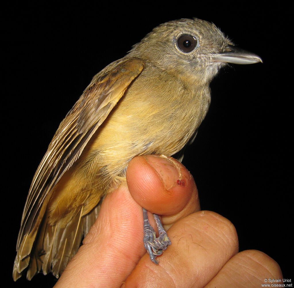Batara ardoisé femelle adulte