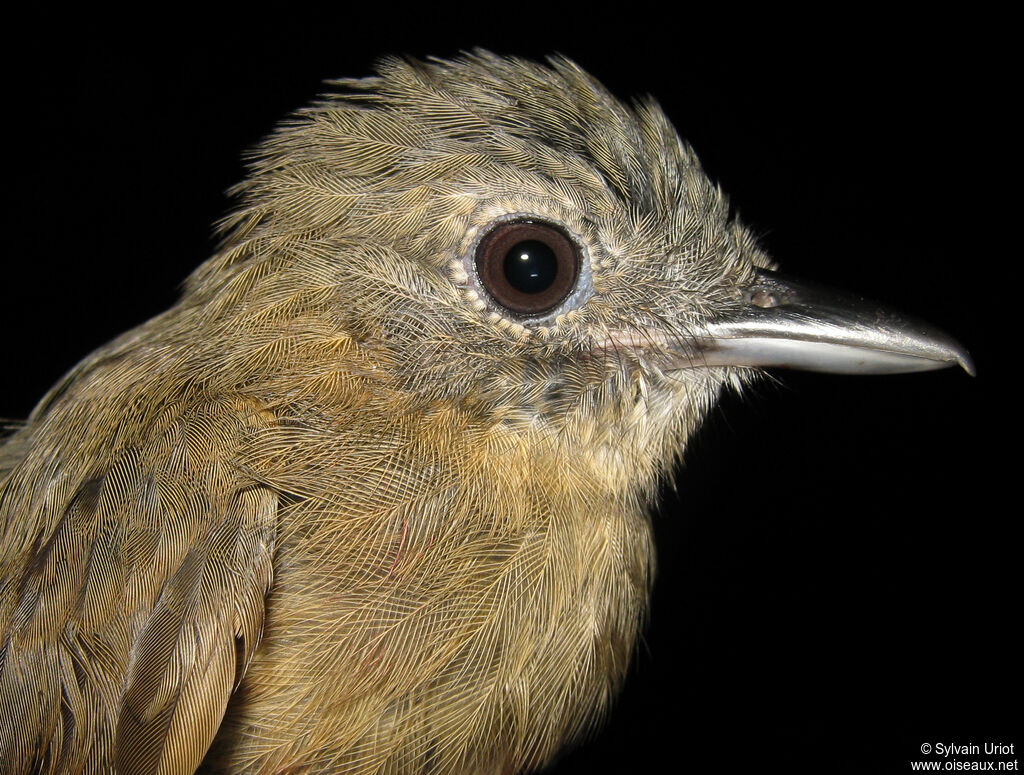 Batara ardoisé femelle adulte