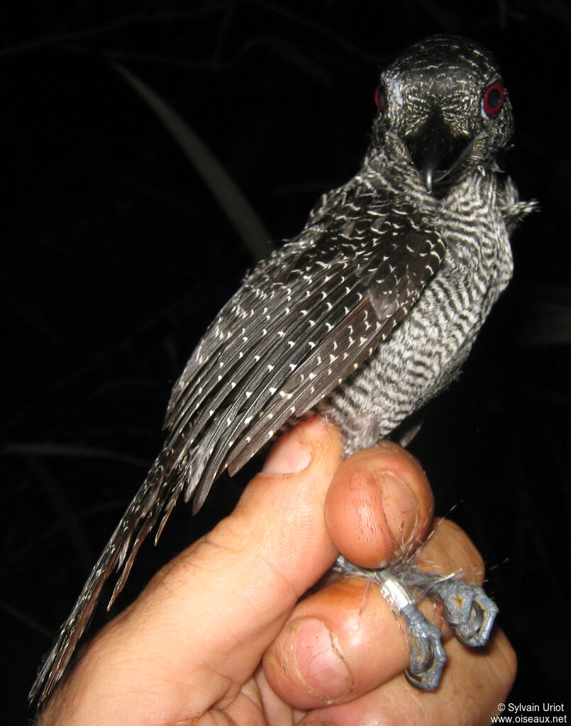 Fasciated Antshrike male adult
