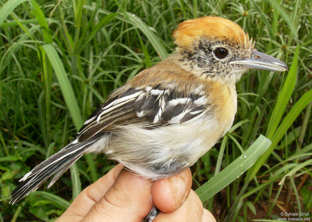 Batara huppé femelle adulte