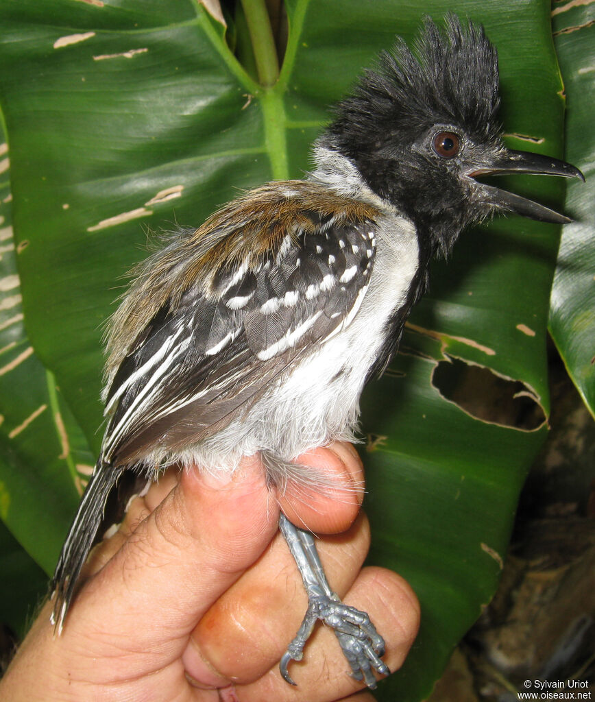 Batara huppé mâle adulte