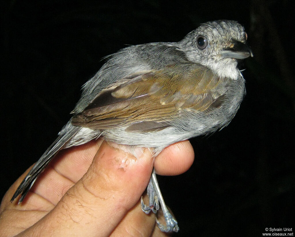 Batara souris mâle adulte