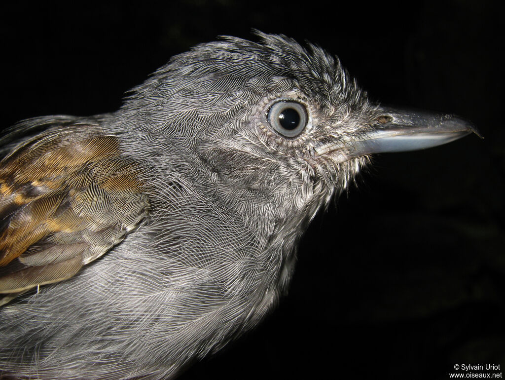 Batara souris mâle adulte