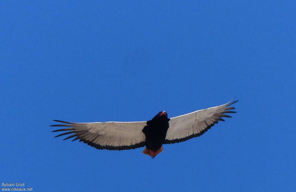 Bateleur female adult, Flight