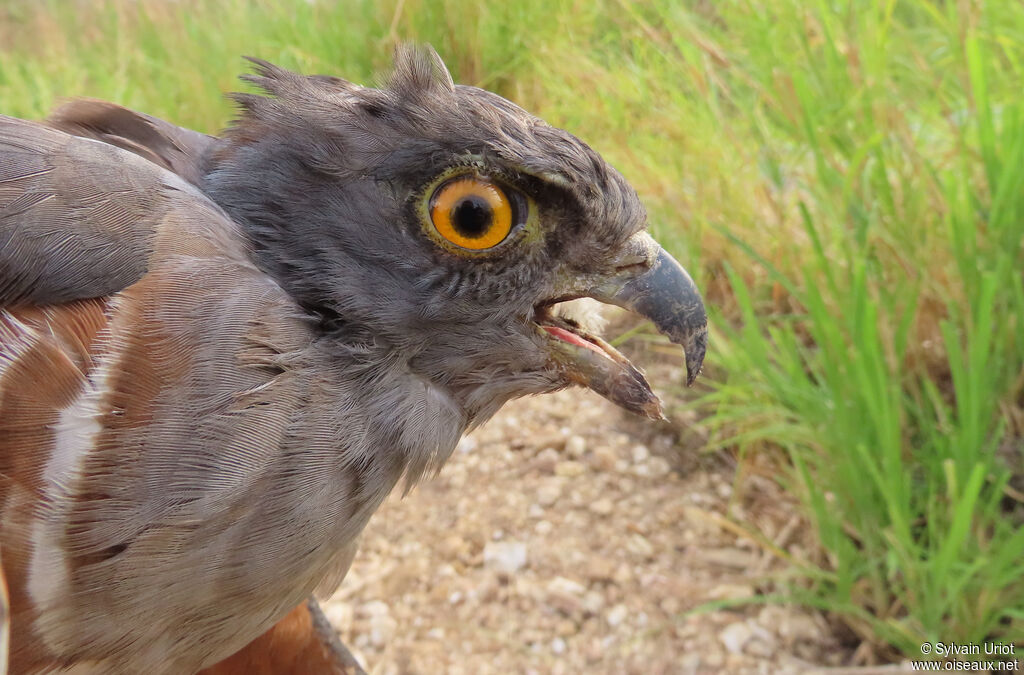 African Cuckoo-Hawkadult
