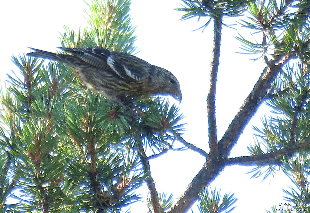 Two-barred Crossbillimmature