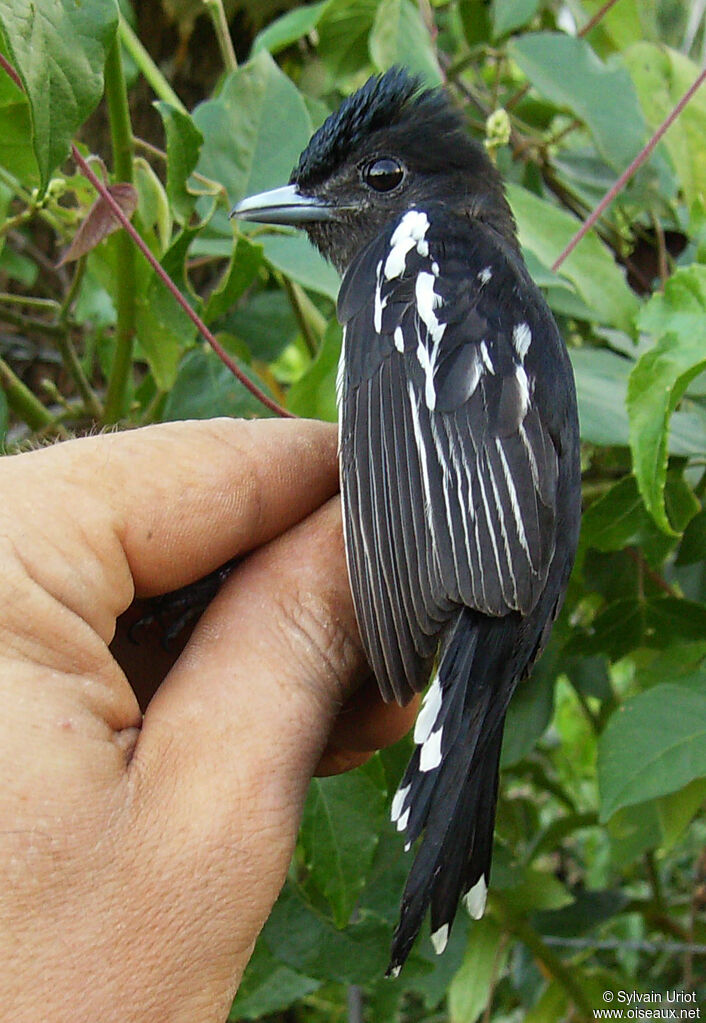 Bécarde à ailes blanches
