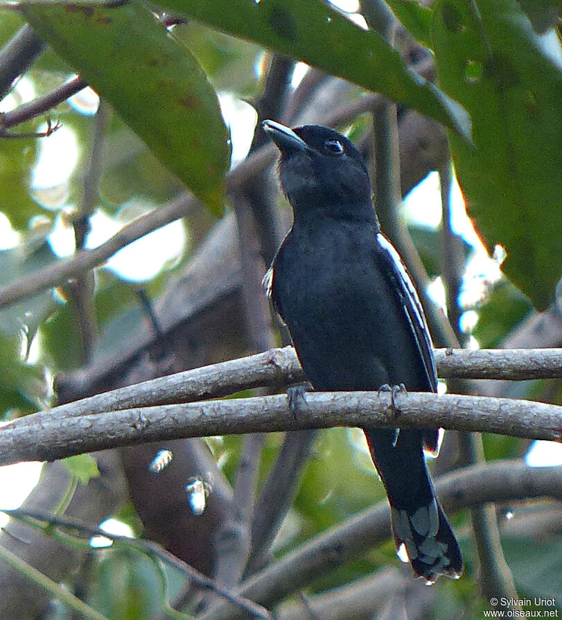 White-winged Becard male adult