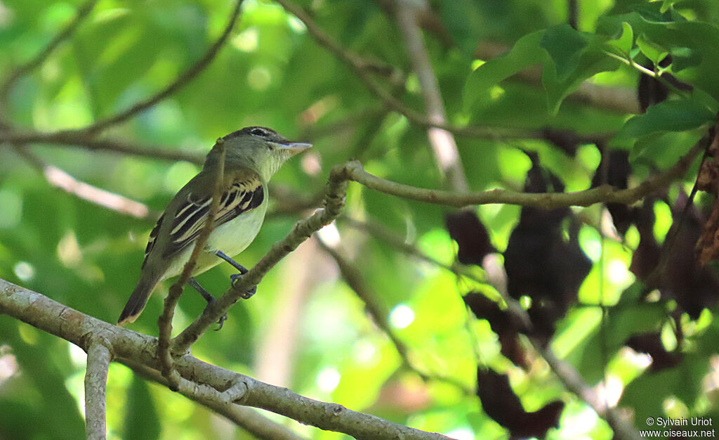 White-winged Becard female adult